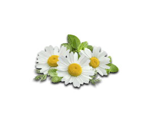 Chamomile