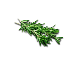 Rosemary