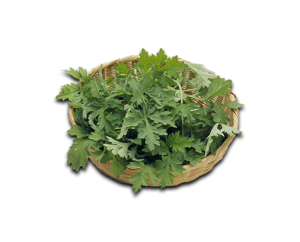 Mugwort