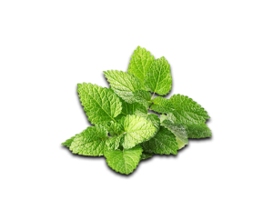 Lemon Balm